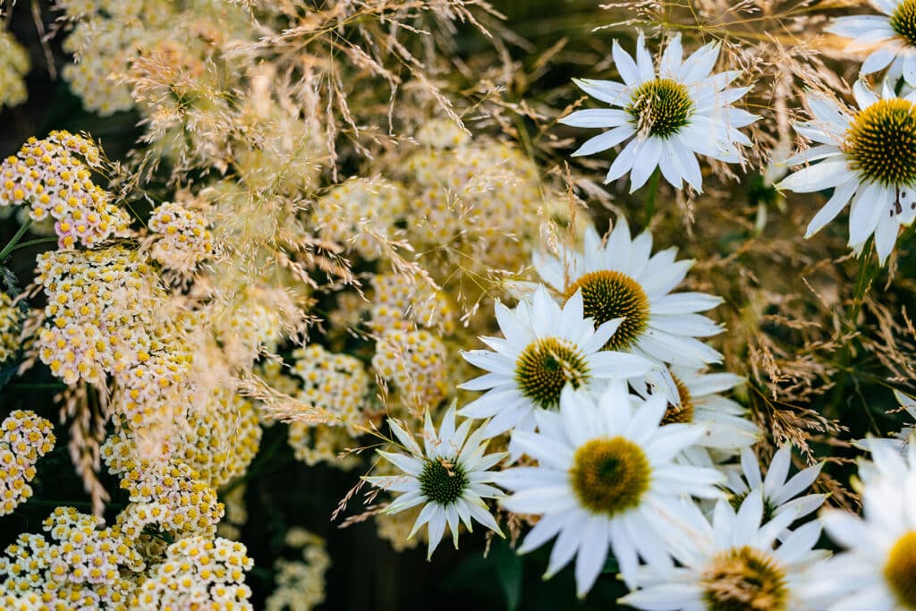 Montana landscape architecture photography showing up close plant combinations