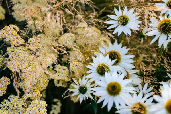 Montana landscape architecture photography showing up close plant combinations